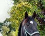 dressage horse Pushkin Black Sun (German Riding Pony, 2002, from Piccolo)