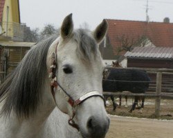 horse Alba (Arabian purebred, 1999, from Ali Zaman)