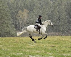 dressage horse Magic Movie 2 (Hanoverian, 2010, from Mighty Magic)