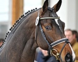 stallion Okidoki van T Gelutt Z (Zangersheide riding horse, 2006, from Omar)