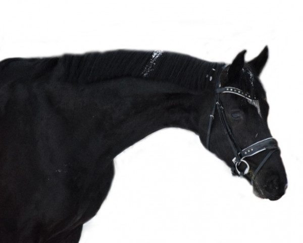 dressage horse Quickstep 78 (Hanoverian, 2018, from Quando Unico FRH)