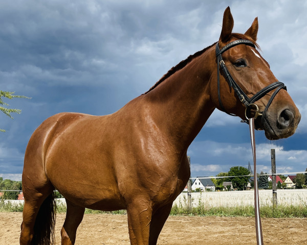 horse Mios Canelo (Hanoverian, 2017, from More and More)