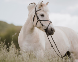 broodmare Gretje (Fjord Horse, 2011, from Bolseten N.2825)