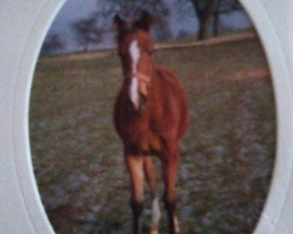 horse Sunaid - ox (Shagya Arabian, 1990, from Haram Ibn Halima ox)