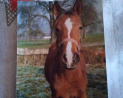 broodmare Suroor - ox (Shagya Arabian, 1988, from Haram Ibn Halima ox)