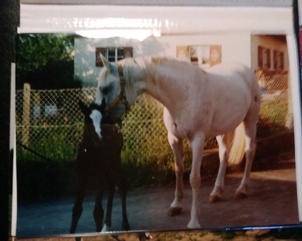 horse Sela El Haram (Arab half breed / Partbred, 1988, from Haram Ibn Halima ox)