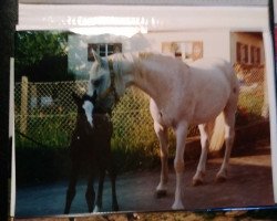 Pferd Sela El Haram (Arabisches Halbblut / Partbred, 1988, von Haram Ibn Halima ox)