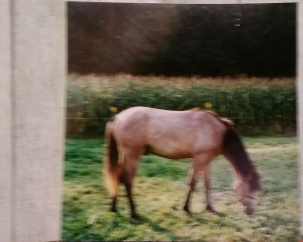 Pferd Joscha (Arabisches Halbblut / Partbred, 1988, von Haram Ibn Halima ox)