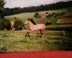 horse Sascha Shahaaby (Arab half breed / Partbred, 1989, from Haram Ibn Halima ox)