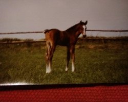 horse Rayyan Ben Haram (Arab half breed / Partbred, 1987, from Haram Ibn Halima ox)