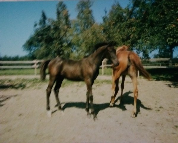 Pferd Hero (Deutsches Reitpferd, 1993, von Haram Ibn Halima ox)