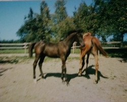 horse Hero (German Warmblood, 1993, from Haram Ibn Halima ox)