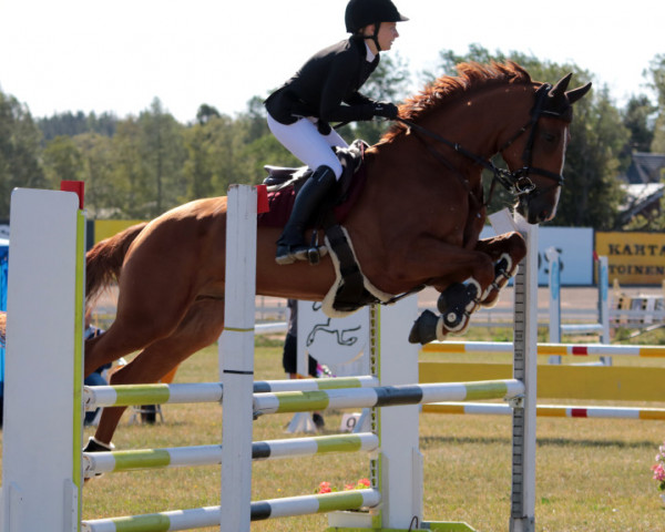 Springpferd Pin Rock's Born To Be Wild (Finnisches Warmblut, 2013, von Canabis Z)