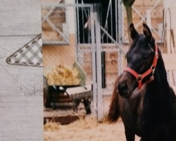 Deckhengst Rodokrosith (Trakehner, 1987, von Haram Ibn Halima ox)