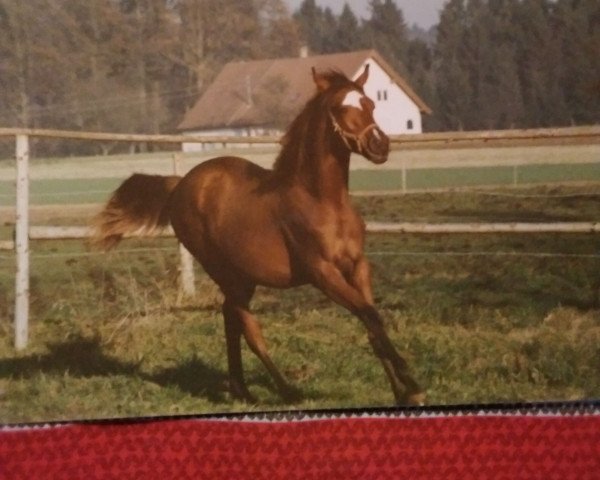 broodmare Halima Bint Hadba (Arabian thoroughbred, 1989, from Haram Ibn Halima ox)