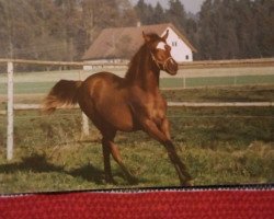 broodmare Halima Bint Hadba (Arabian thoroughbred, 1989, from Haram Ibn Halima ox)