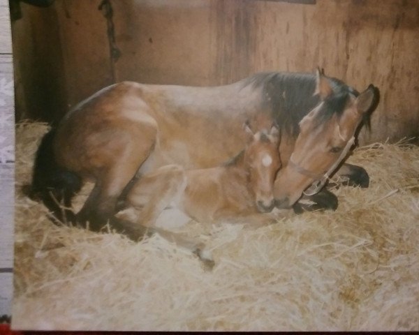 Pferd Hassan (Deutsches Reitpferd, 1989, von Haram Ibn Halima ox)