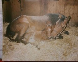 horse Hassan (German Warmblood, 1989, from Haram Ibn Halima ox)