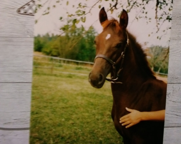 Zuchtstute Laska (Deutsches Reitpferd, 1991, von Haram Ibn Halima ox)