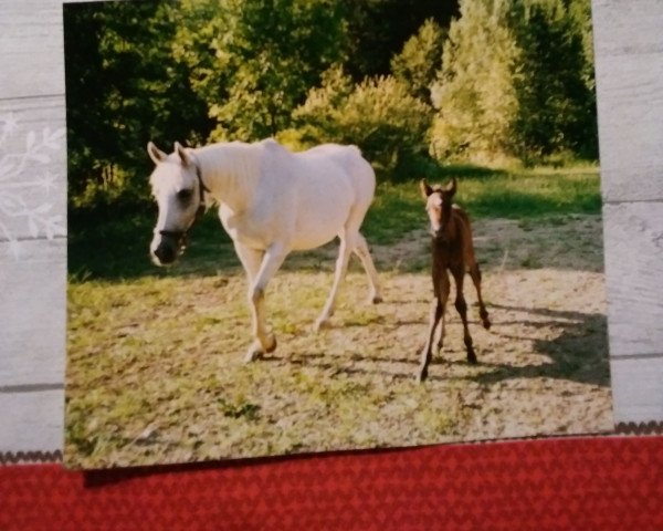 Pferd Hajdu ox (Vollblutaraber, 1990, von Haram Ibn Halima ox)