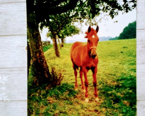 broodmare Harima (German Warmblood, 1989, from Haram Ibn Halima ox)