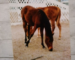 Zuchtstute Roulette (Trakehner, 1990, von Haram Ibn Halima ox)