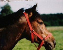 horse Herzog (German Warmblood, 1994, from Haram Ibn Halima ox)