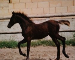 horse Rih (Arab half breed / Partbred, 1991, from Haram Ibn Halima ox)