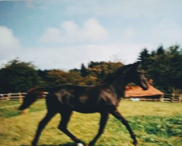 Pferd Hakim El Arab (Deutsches Reitpferd, 1989, von Haram Ibn Halima ox)