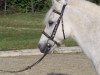 dressage horse Blümchen (Welsh-Pony (Section B), 1986)