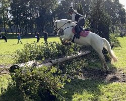 jumper Knightbridge Daisy (Irish horse, 2014, from Tempo Active Atlas)