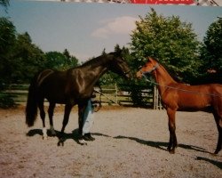 horse Lysander Al Arab (German Warmblood, 1992, from Haram Ibn Halima ox)