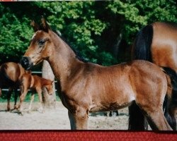 stallion El - Hafi - Hilal AA. (Anglo-Arabs, 1995, from Haram Ibn Halima ox)