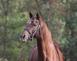 dressage horse Delicia 17 (German Riding Pony, 2010, from Charming-Boy Se.M.)