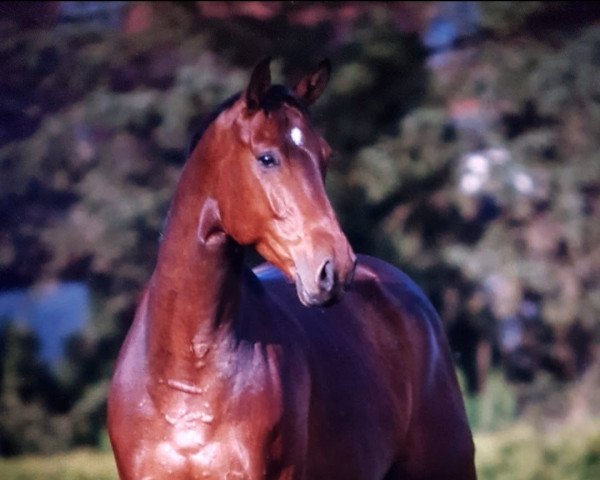 stallion Liquid (Hanoverian, 2002, from Likoto xx)