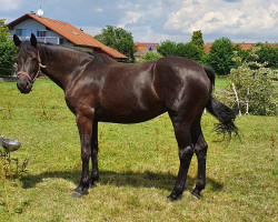 broodmare Arwina (German Sport Horse, 2017, from Quiz)