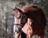 dressage horse Dance for me 7 (Westphalian, 2014, from Diamond Hit)