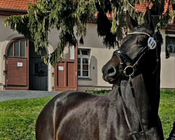 Pferd Amy (Deutsches Sportpferd, 2018, von Hickstead White)