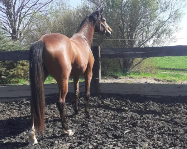 broodmare Anabell (German Sport Horse, 2019, from De Niro Gold 3)