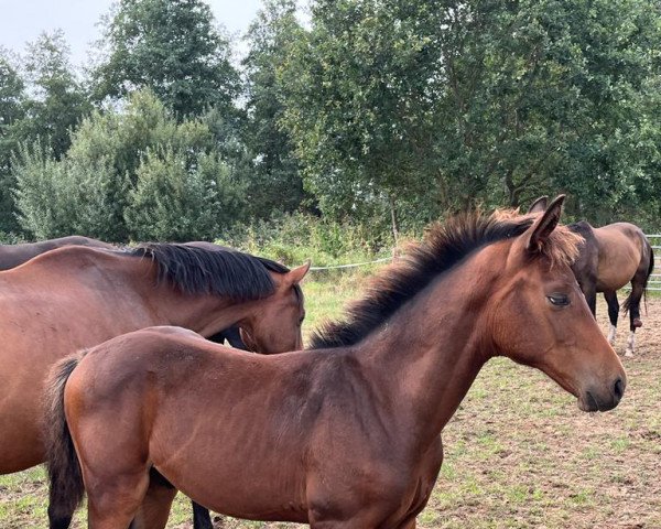 dressage horse Franz'l (Holsteiner, 2022, from Fürstenball)