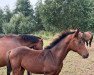 dressage horse Franz'l (Holsteiner, 2022, from Fürstenball)