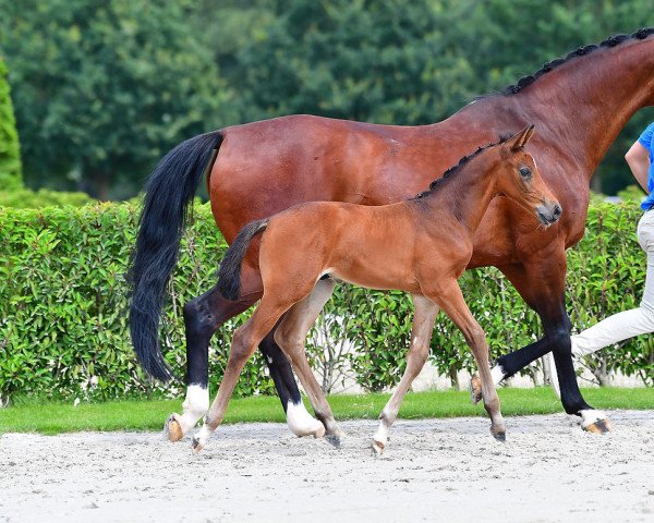 Springpferd Der Kleine Oskar Z (Zangersheide Reitpferd, 2021, von Dominator 2000 Z)