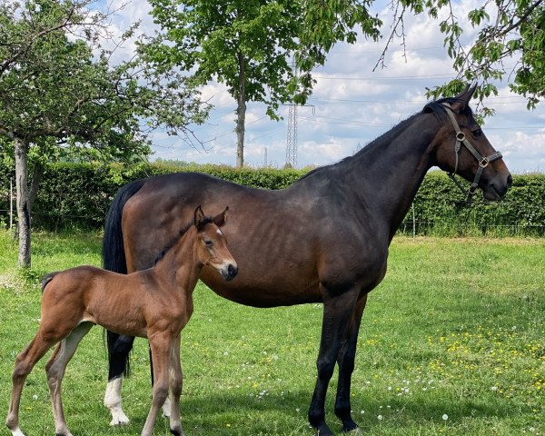 jumper Quebec Z (Zangersheide riding horse, 2021, from Querido Vg)