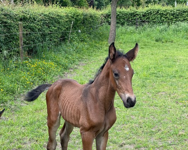 jumper Quite Perfect Z (Zangersheide riding horse, 2022, from Querido Vg)