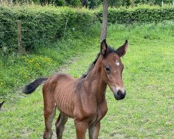 Springpferd Quite Perfect Z (Zangersheide Reitpferd, 2022, von Querido Vg)