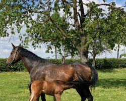 broodmare Vlegel van Hilsberg (KWPN (Royal Dutch Sporthorse), 2002, from Haarlem)