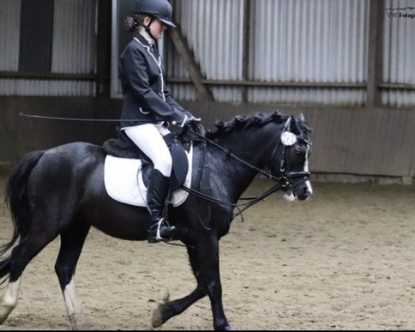 dressage horse Singelwoud's Etoó (unknown, 2005, from Lancer)