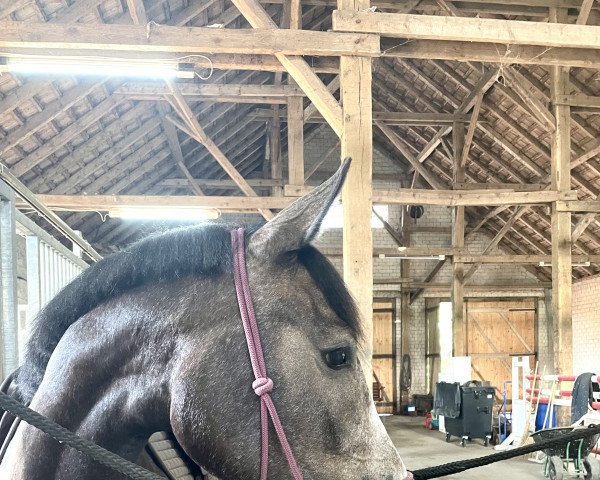 jumper Arielle S (Oldenburg show jumper, 2019, from Hickstead White)