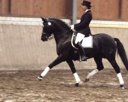 stallion Kaiserwalzer (German Riding Pony, 1992, from Kaiserjaeger xx)