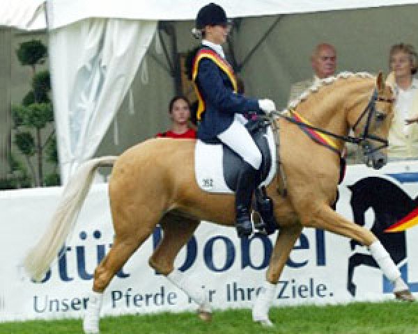 stallion Dulcio 3 (German Riding Pony, 2013, from Dornik B)